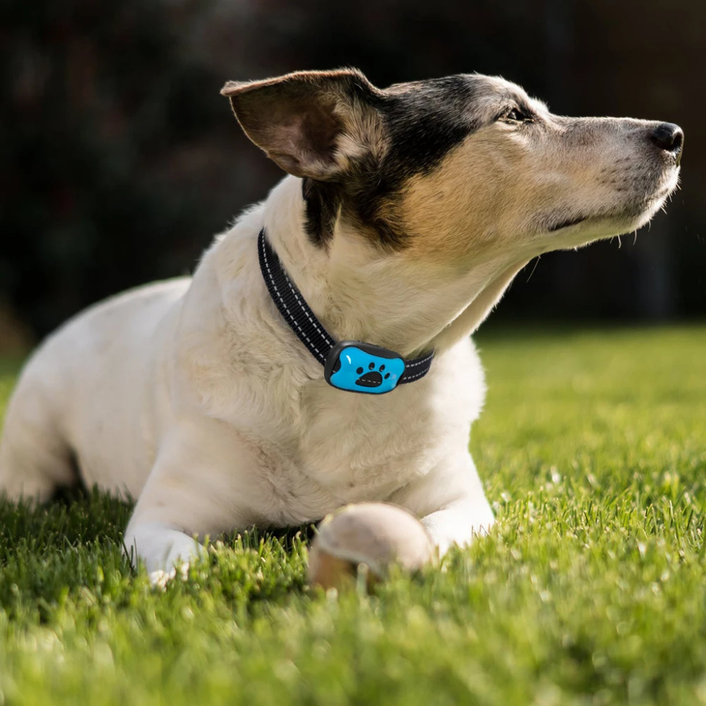 Collier anti-aboiement adapté aux animaux de compagnie
