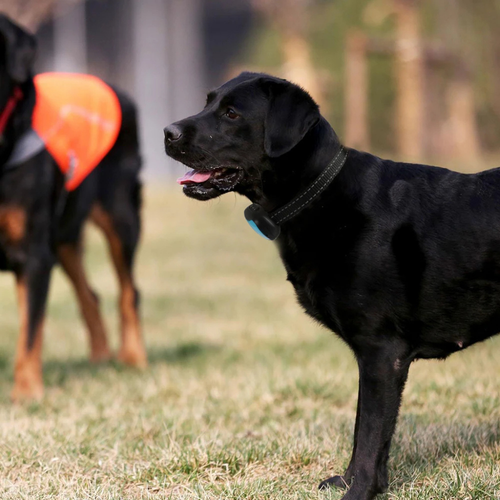 Collier anti-aboiement adapté aux animaux de compagnie