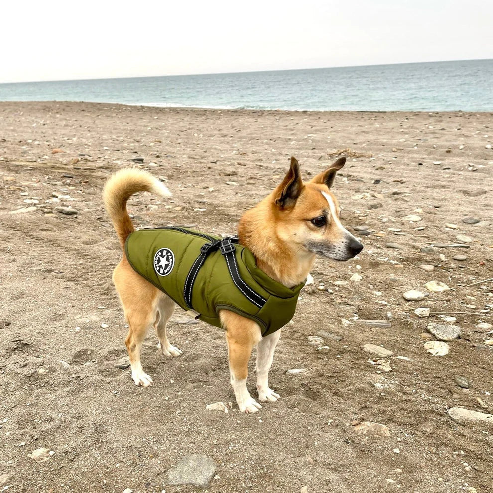 Veste Waterproof Chien Ultime – Protection Moderne et Confortable pour Aventures en Toute Saison