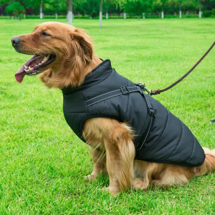 Veste Waterproof Chien Ultime – Protection Moderne et Confortable pour Aventures en Toute Saison