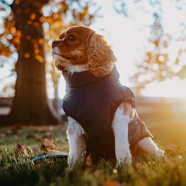 Veste Waterproof Chien Ultime – Protection Moderne et Confortable pour Aventures en Toute Saison