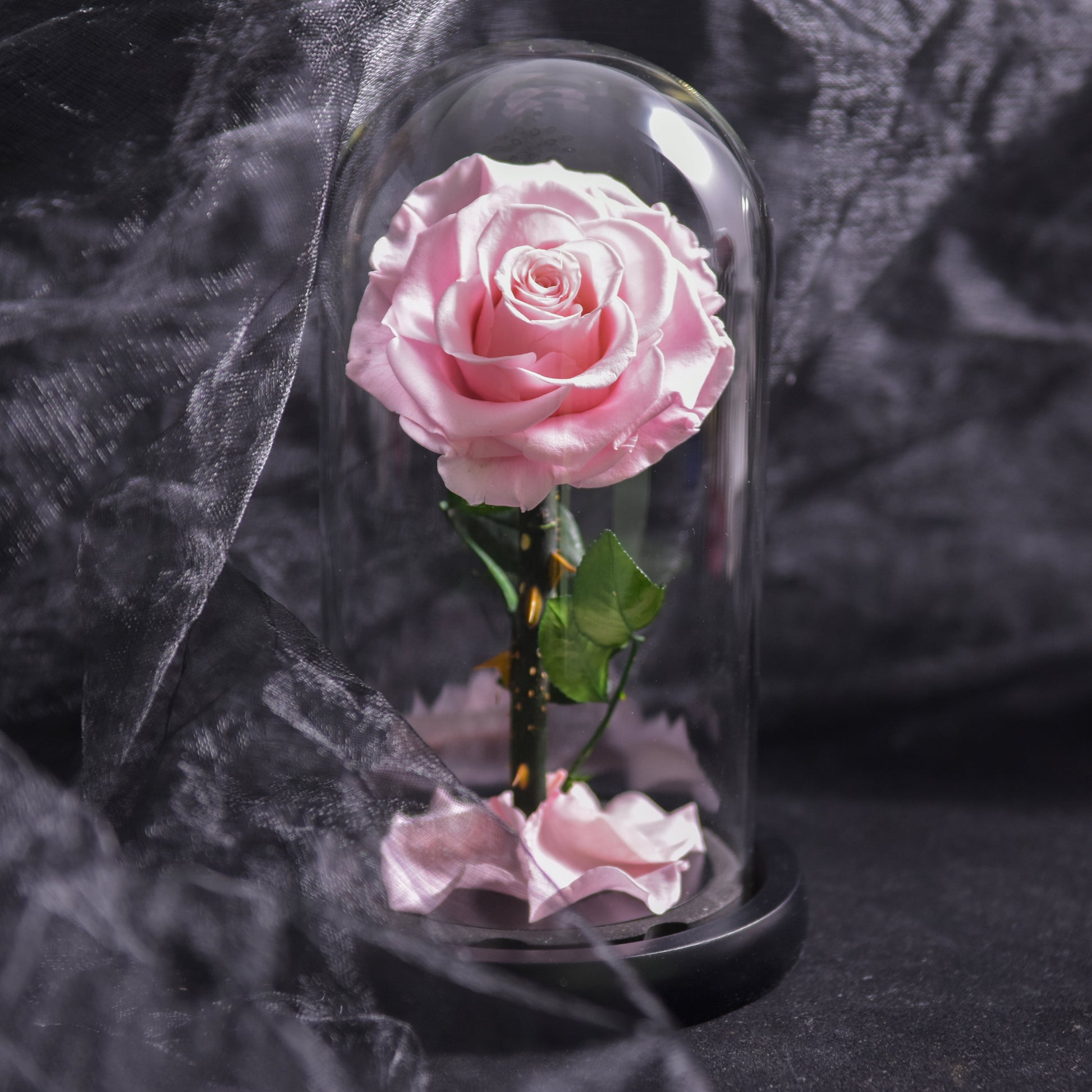 Rose Éternelle Bleue sous Cloche en Verre Élégante et Durable Fleurs et plantes artificielles Electro Paris Rose