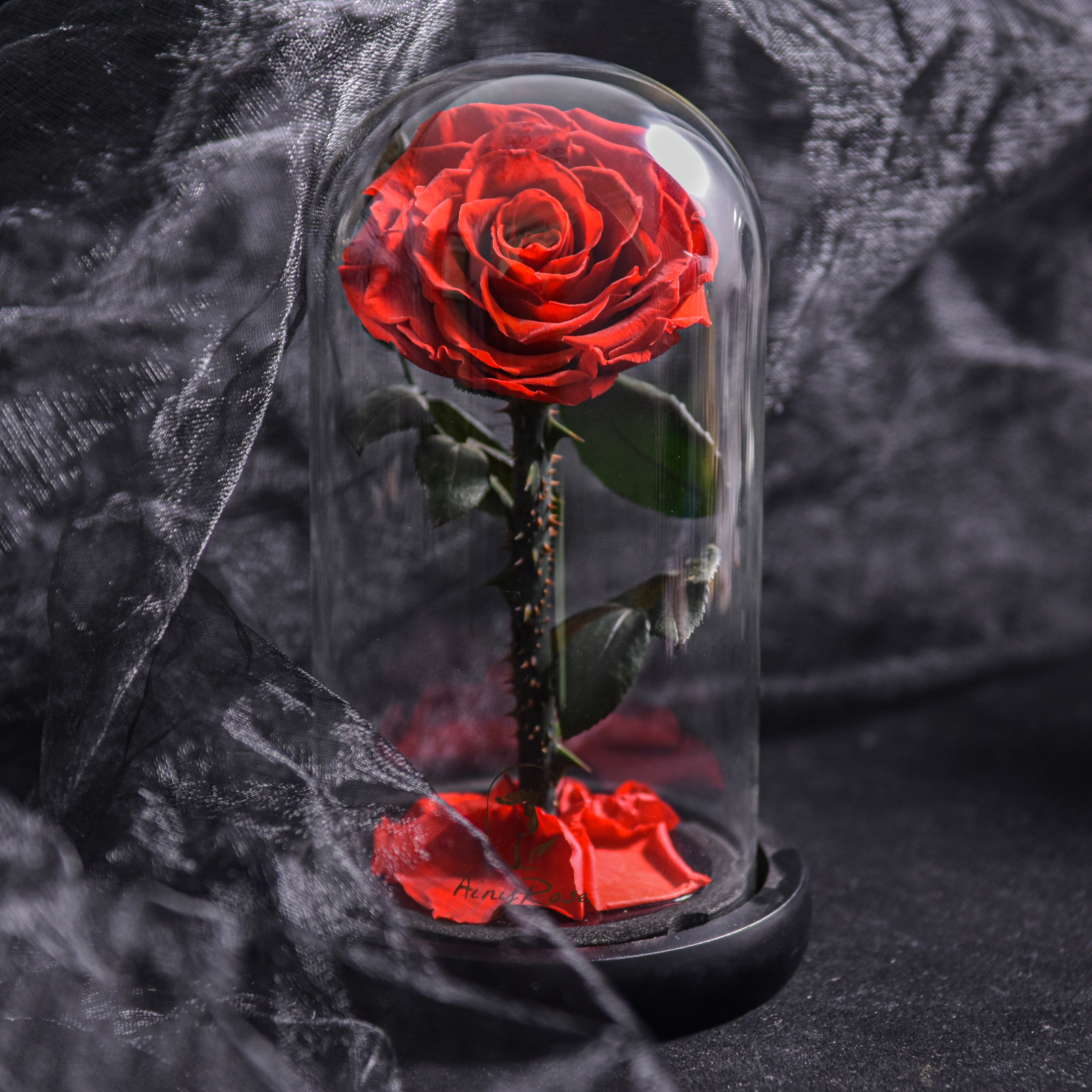 Rose Éternelle Bleue sous Cloche en Verre Élégante et Durable Fleurs et plantes artificielles Electro Paris Rouge