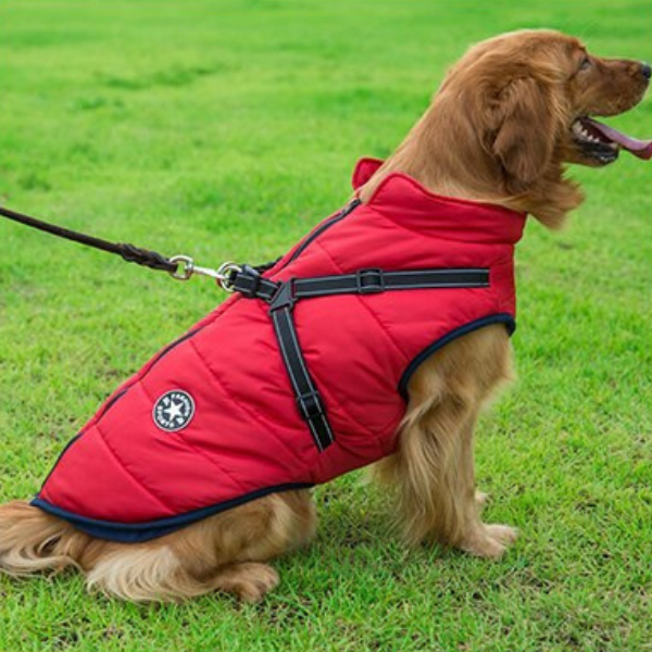 Veste Waterproof Chien Ultime – Protection Moderne et Confortable pour Aventures en Toute Saison