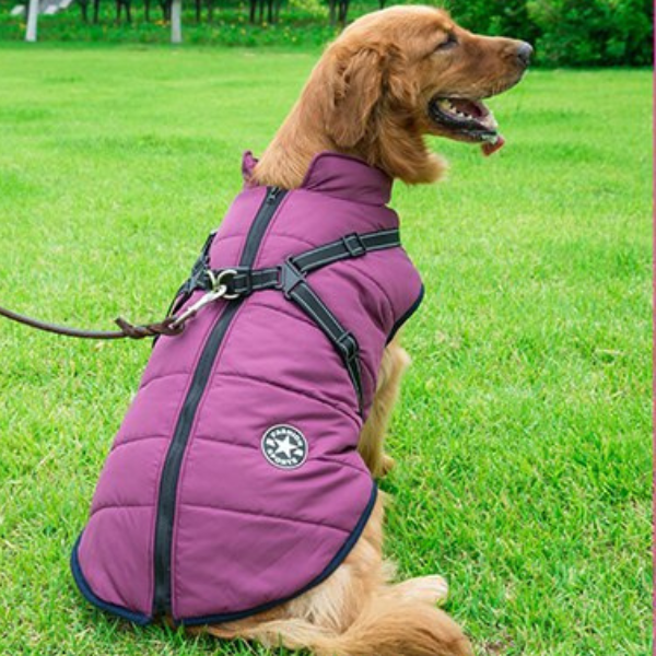 Veste Waterproof Chien Ultime – Protection Moderne et Confortable pour Aventures en Toute Saison