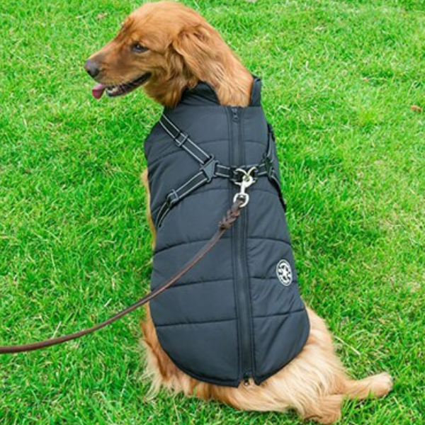 Veste Waterproof Chien Ultime – Protection Moderne et Confortable pour Aventures en Toute Saison